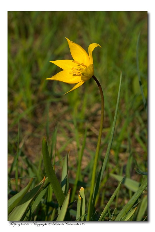 Tulipa sylvestris / Tulipano selvatico dei campi